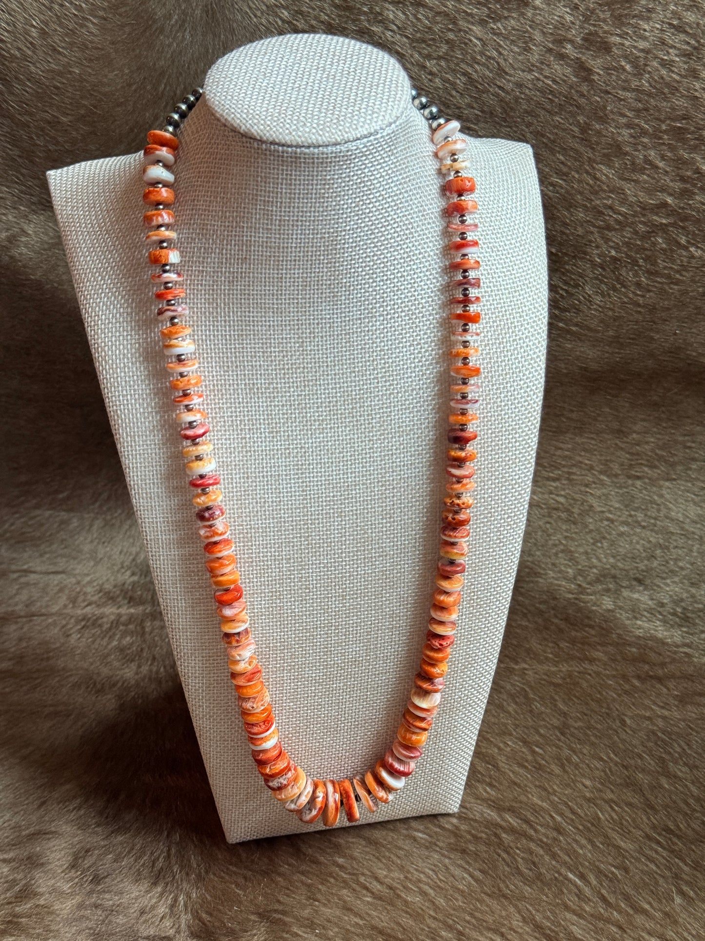 25.5-27" Orange Spiny