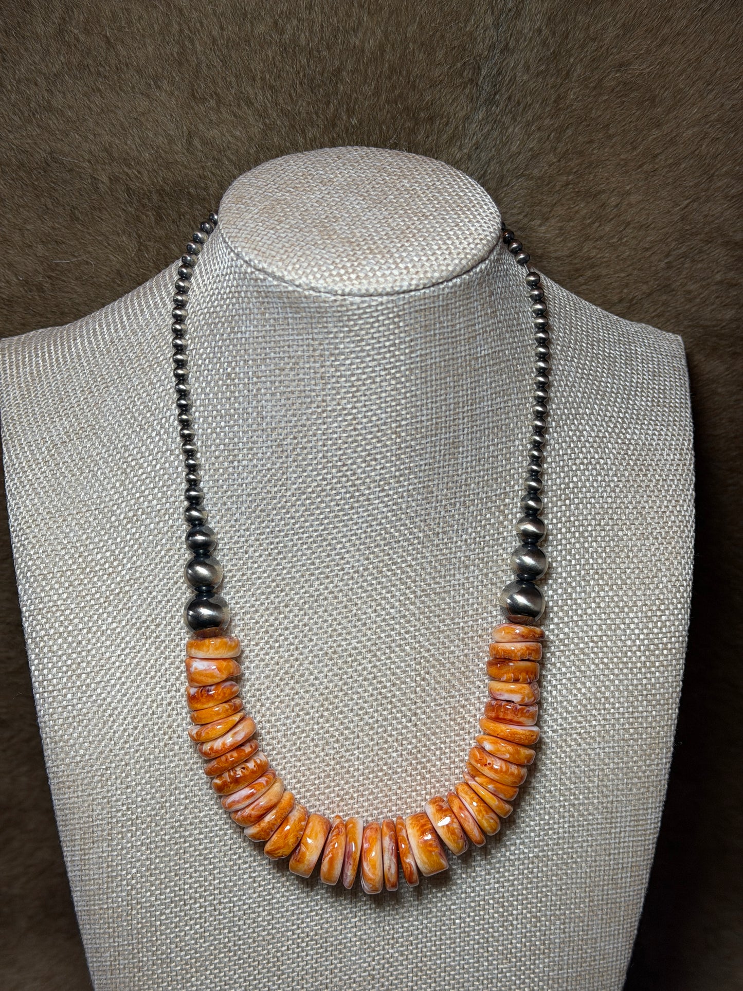 18.5-20" Orange Spiny