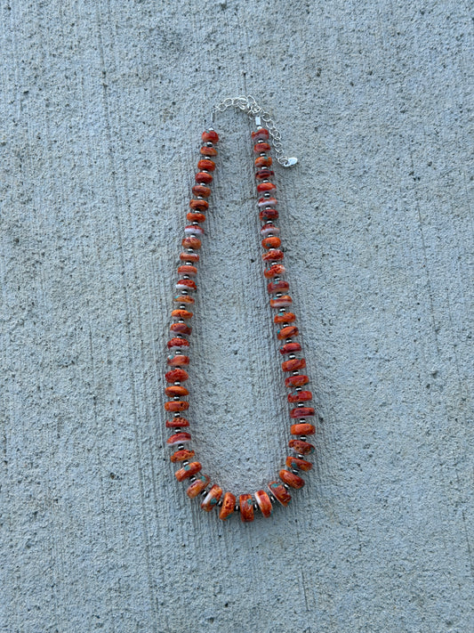 16.5-20" Orange Spiny