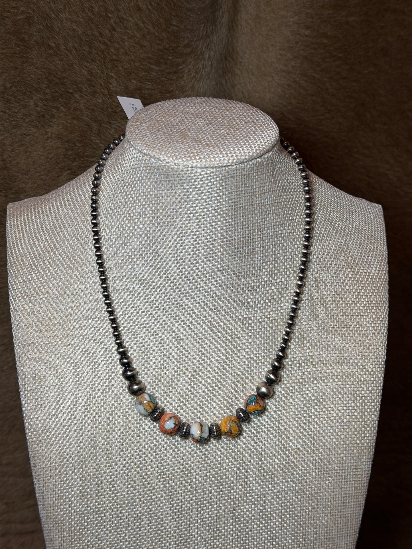 15-16.5" Kingman Spiny